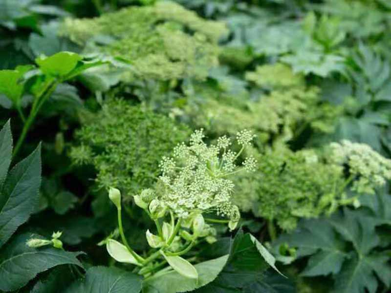 明日葉開(kāi)花期